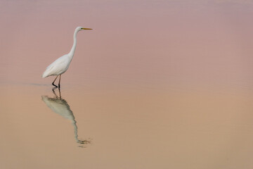 Garza Blanca (Ardea Alba) en una puesta de sol.