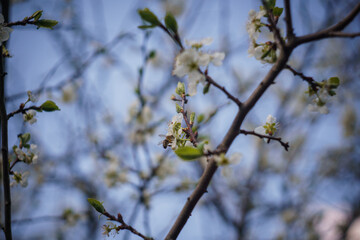 spring branches