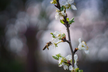 spring flowers in spring