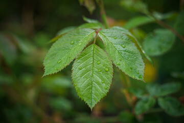 green leaves in the rain