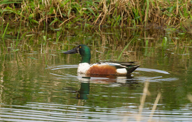 A male Spoonbill duck.  They are a genus, Platalea, of large, long-legged wading birds. The spoonbills have a global distribution, being found on every continent except Antarctica.