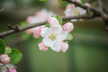 Obraz premium blossom in spring