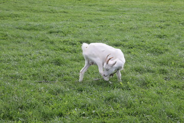 Fototapeta premium goats on village grass feeding