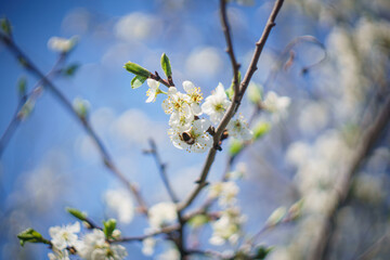flowers on a tree