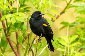 The red-winged blackbird (Agelaius phoeniceus) perched on a cattail.  It is a passerine bird of the family Icteridae found in most of North and much of Central America.
