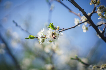 blooming tree