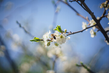 bee on a branch