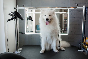 Grooming a big dog in a hair salon for dogs. Beautiful samoyed dog
