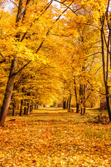 Fototapeta premium autumn alley Park forest