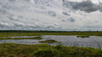 landscape from swamp, sunny summer day with bog vegetation, trees, mosses and ponds, cloudy sky