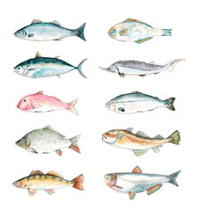 Watercolor hand drawn sketch illustration set of fish with Seabass, Tuna, Red mullet, Carp, Pike perch, Parrot fish, Sturgeon, Salmon, Cod, Silver carp isolated on white