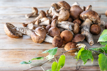 group of forest white edible mushrooms on a wooden table.