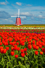 field of red, yellow and white tulips with windmill near Woodburn, Oregon