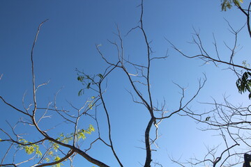 tree branches against the sky