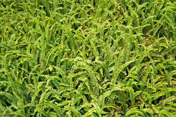 Fern leaves background, Brazil