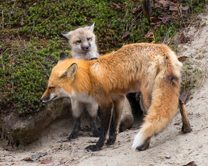 Fototapeta premium Red Fox Stock Photo. Red Fox family compose of mother and baby fox in the forest by the fox den. Image. Portrait. Photo. Picture. Playing and cuddling up to its mother. Moss background. Sand.