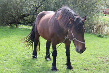 Naklejka na ściany i meble black horse with mane in rural garden