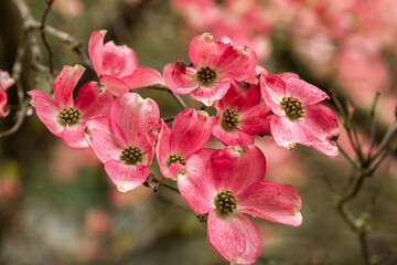 Pink dogwood b lossoms  in a garden after a rain storm in Salem, Oregon