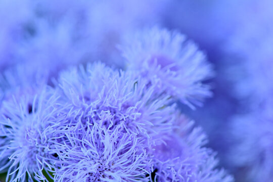 Floss violet flower (Ageratum houstonianum) park. Ageratum garden violet flower closeup.