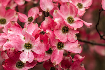 Pink dogwood b lossoms  in a garden after a rain storm in Salem, Oregon