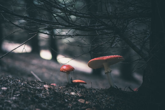 fly agaric mushroom in forests