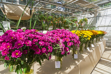 Bouquets of colorful chrysanthemums.