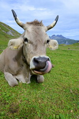 Almk&uuml;he. Braune K&uuml;he auf der Almweide.