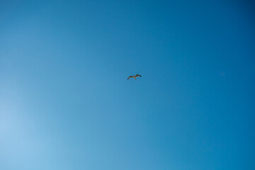 A Clear Blue Sky With a Seagull Flying in the Middle of the Frame