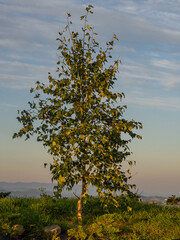 Grybów, drzewo, poranek © Piotr Gaborek 