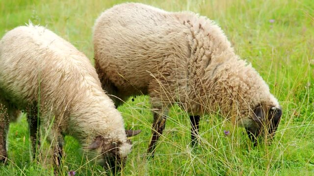 Two young rams twitching, chewing and eating fresh green grass in the garden of farm in 4K VIDEO. Young sheep on pasture. Organic BIO farming, animal rights, back to nature concept.