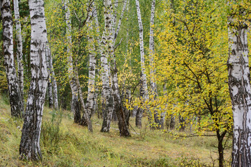 White trunks of birches in the autumn forest. Yellow foliage. Concept - wallpaper