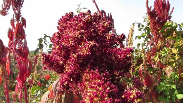 Decorative beetle amaranth beautiful flowers agro culture Amaranthus caudatus L