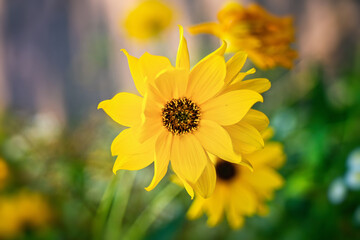 Top view of Heliopsis blossom in autumn