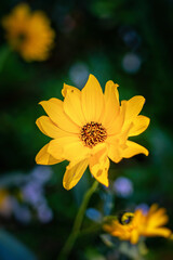 Top view of Heliopsis blossom in autumn