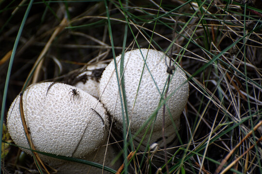 There are two mushrooms fuzz-ball  in the grass. A spider is sitting on one of them.