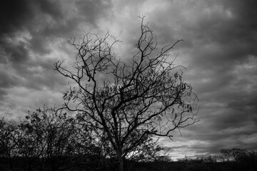 árbol seco, fotos blanco y negro.