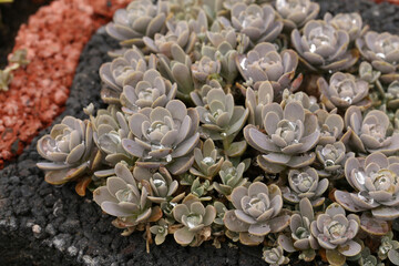 Echeveria is a large genus of flowering plants in the Crassulaceae family