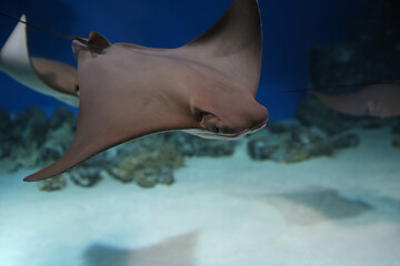 cownose ray swimming in the water,  
fish underwater in the aquarium