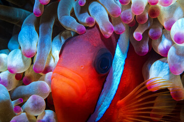 Dusky Anemonefish (Amphiprion melanopus) - Fiji 