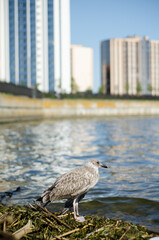 Sick skinny cormorant with a weak wing walks along the banks of the river and grass and garbage. Embankment of the city against the background of high-rise buildings