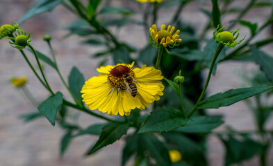 Close up view on a bee collecting pollen on yellow flower