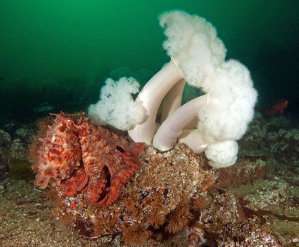 Giant Pacific Octopus, Enteroctopus Dofleini