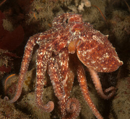 Octopus rubescens