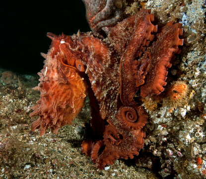 Giant Pacific Octopus, Enteroctopus Dofleini