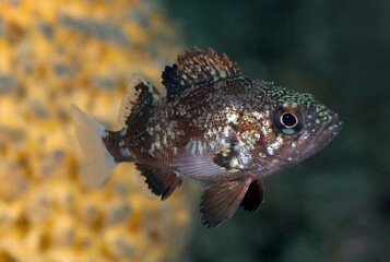 Sebastes miniatus, Juvenile Vermilion rockfish
