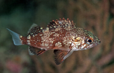 Sebastes miniatus, Juvenile Vermilion rockfish