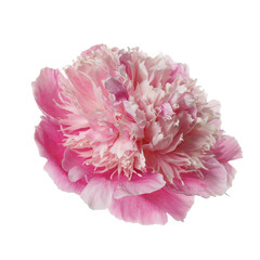 Gently pink peony flower isolated on white background.