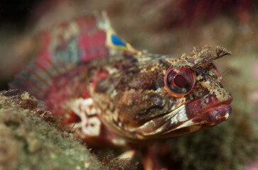 Neoclinus uniotatus, Onespot Fringehead
