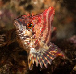 Oxylebius pictus, Painted Greenling