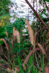 Grass flowers beside country road .nature background.